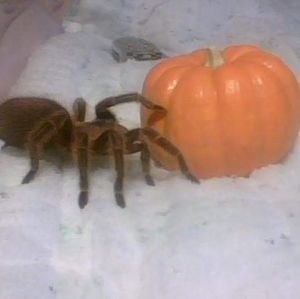 HAPPY HALLOWEEN!!! 🎃